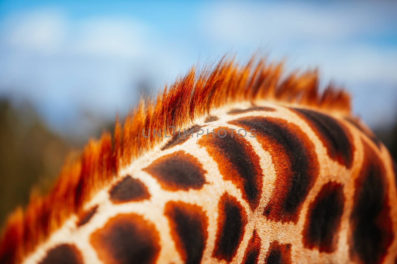 Abstract shot and closeup of a giraffe fur and mane in Australia on a sunny day