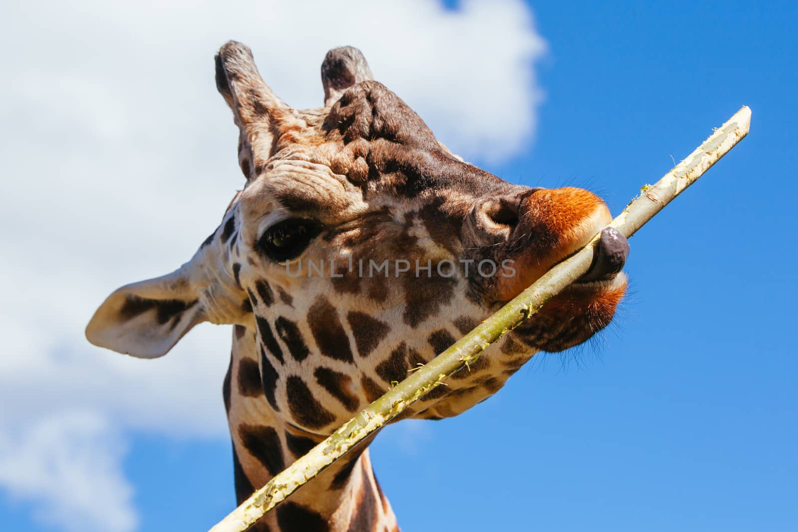 A giraffe eats bamboo enthusiastically in Mogo, Australia