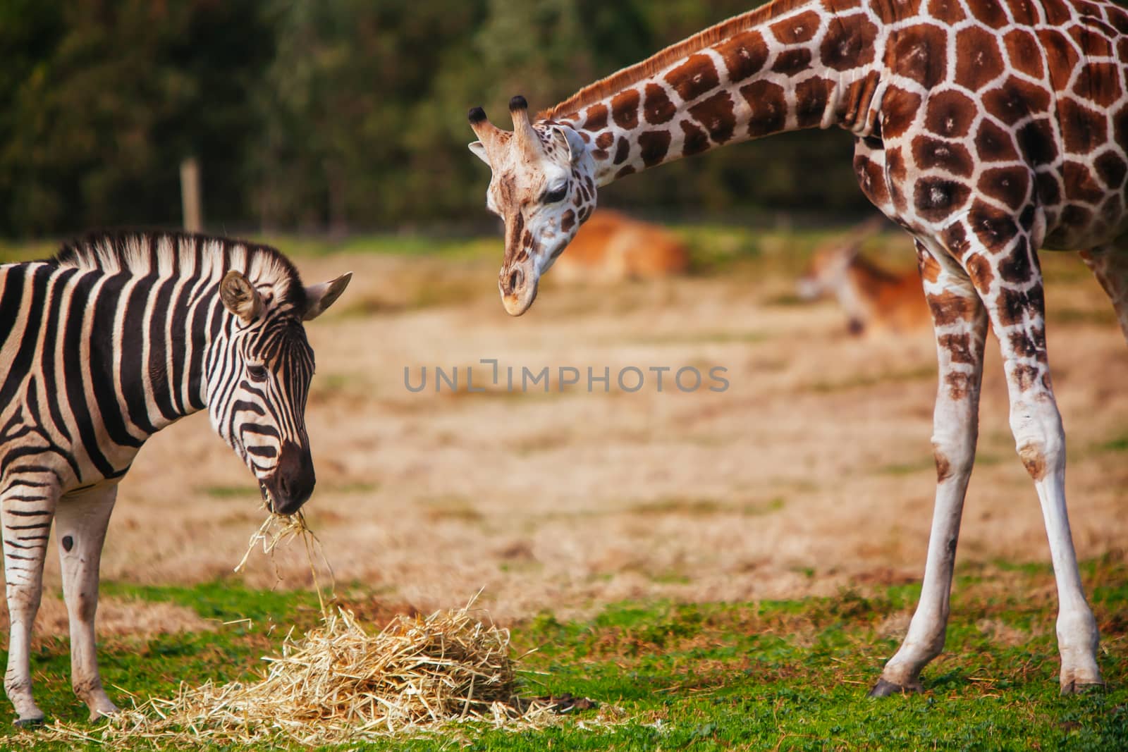 Werribee, Australia - July 19th 2011: A Plains zebra and a giraffe on safari at Werribee Open Range Zoo in Melbourne, Victoria, Australia