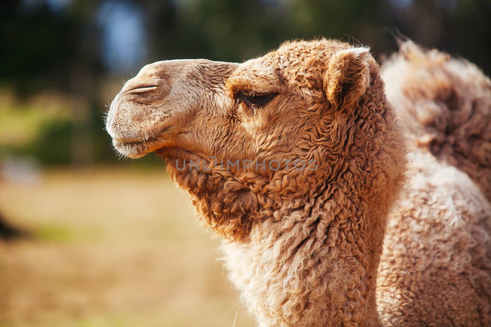 Werribee, Australia - July 19th 2011: A Camels on safari at Werribee Open Range Zoo in Melbourne, Victoria, Australia