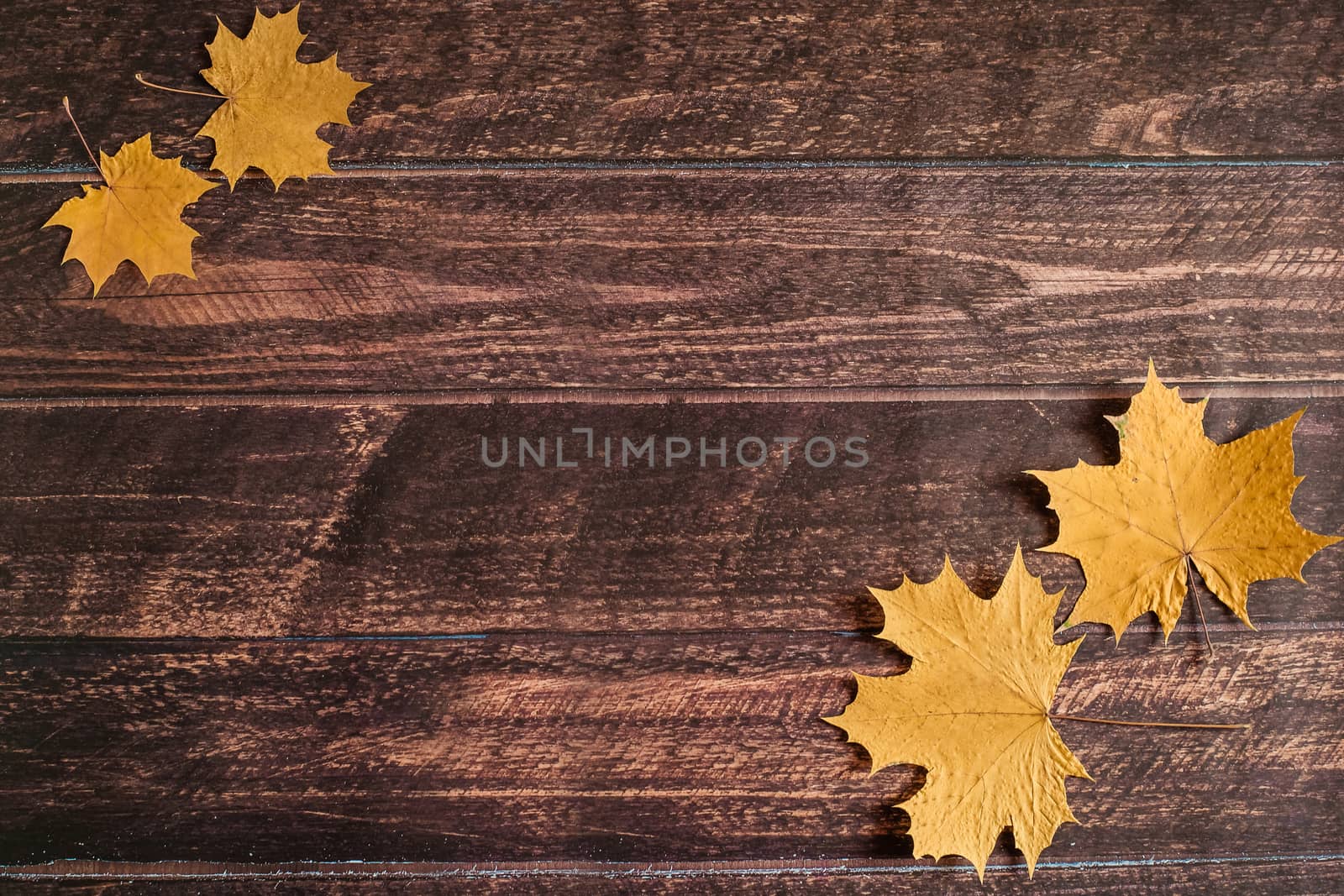 yellow autumn maple leaves lie on a brown wooden background, autumn background, September, October, November, dry autumn leaves, leaf fall, copyspace, flatlay, top view, overhead by Pirlik