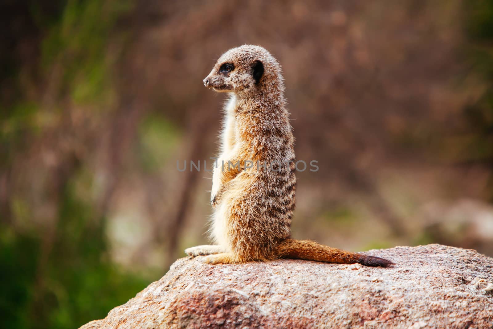 Werribee, Australia - July 19th 2011: A meerkat at Werribee Open Range Zoo in Melbourne, Victoria, Australia