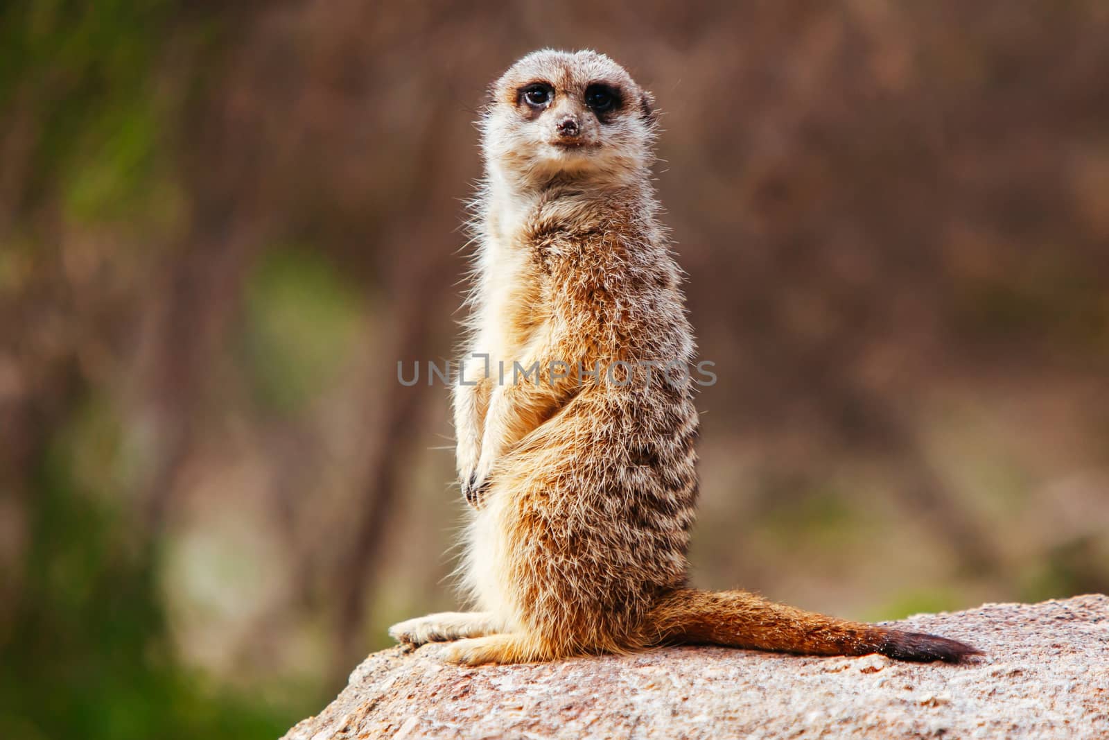 Werribee, Australia - July 19th 2011: A meerkat at Werribee Open Range Zoo in Melbourne, Victoria, Australia