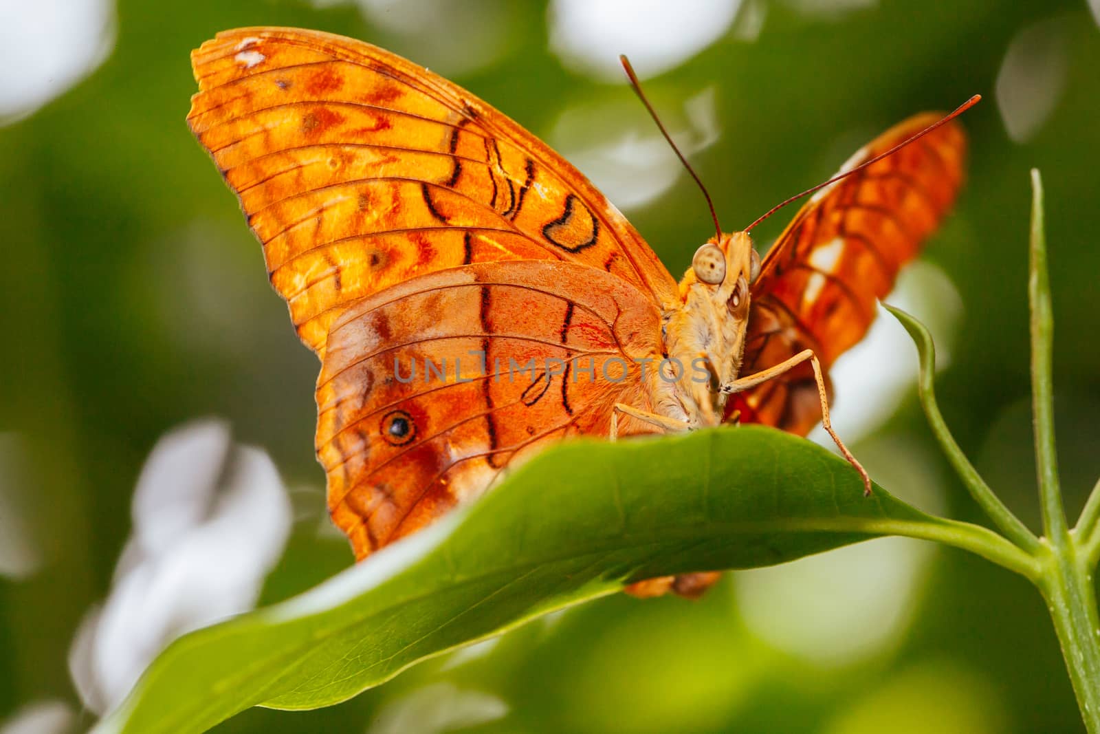 A macro closeup shot of a colorful and vibrant butterfly in Melbourne Australia