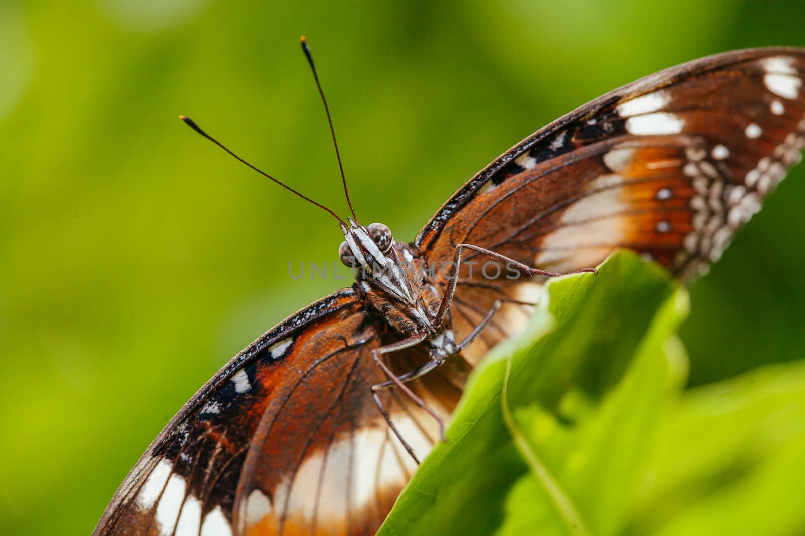 A macro closeup shot of a colorful and vibrant butterfly in Melbourne Australia