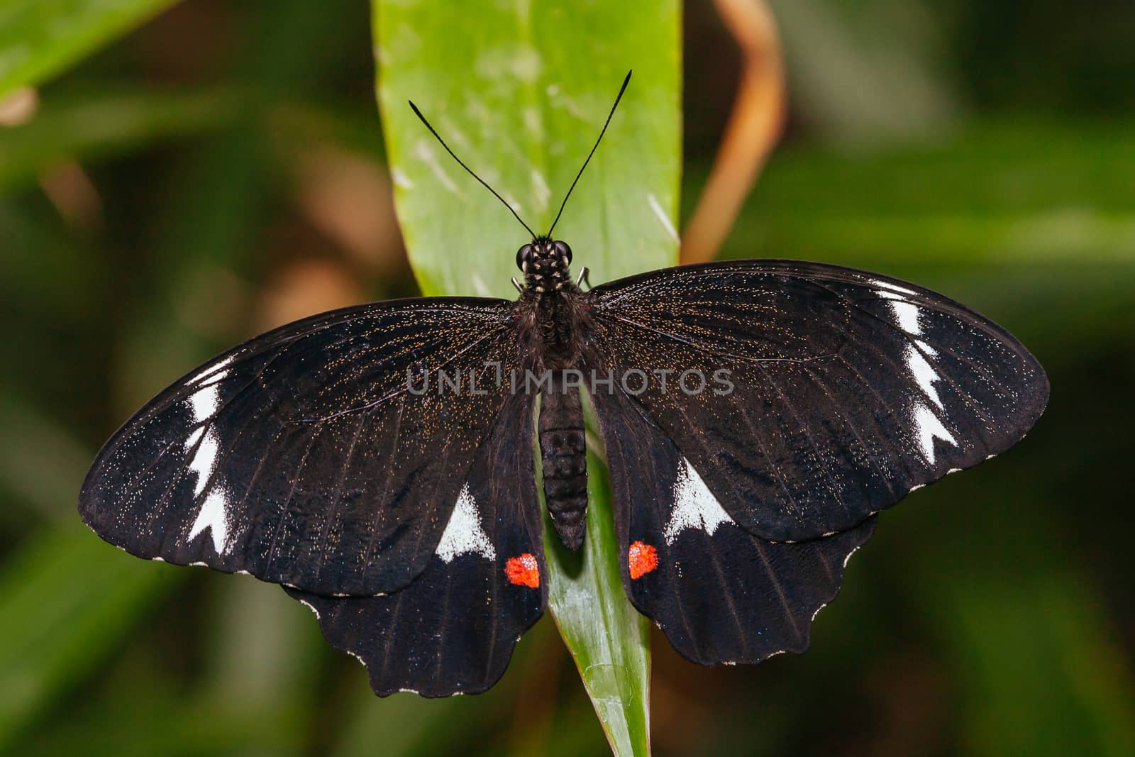 A macro closeup shot of a colorful and vibrant butterfly in Melbourne Australia