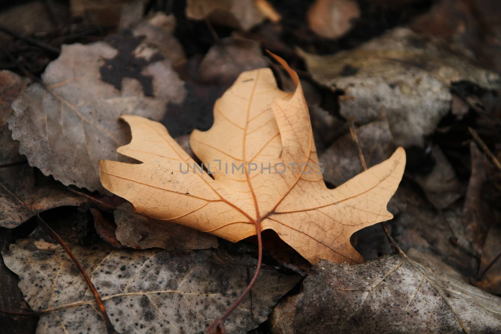 autumn leaf close up by alex_nako