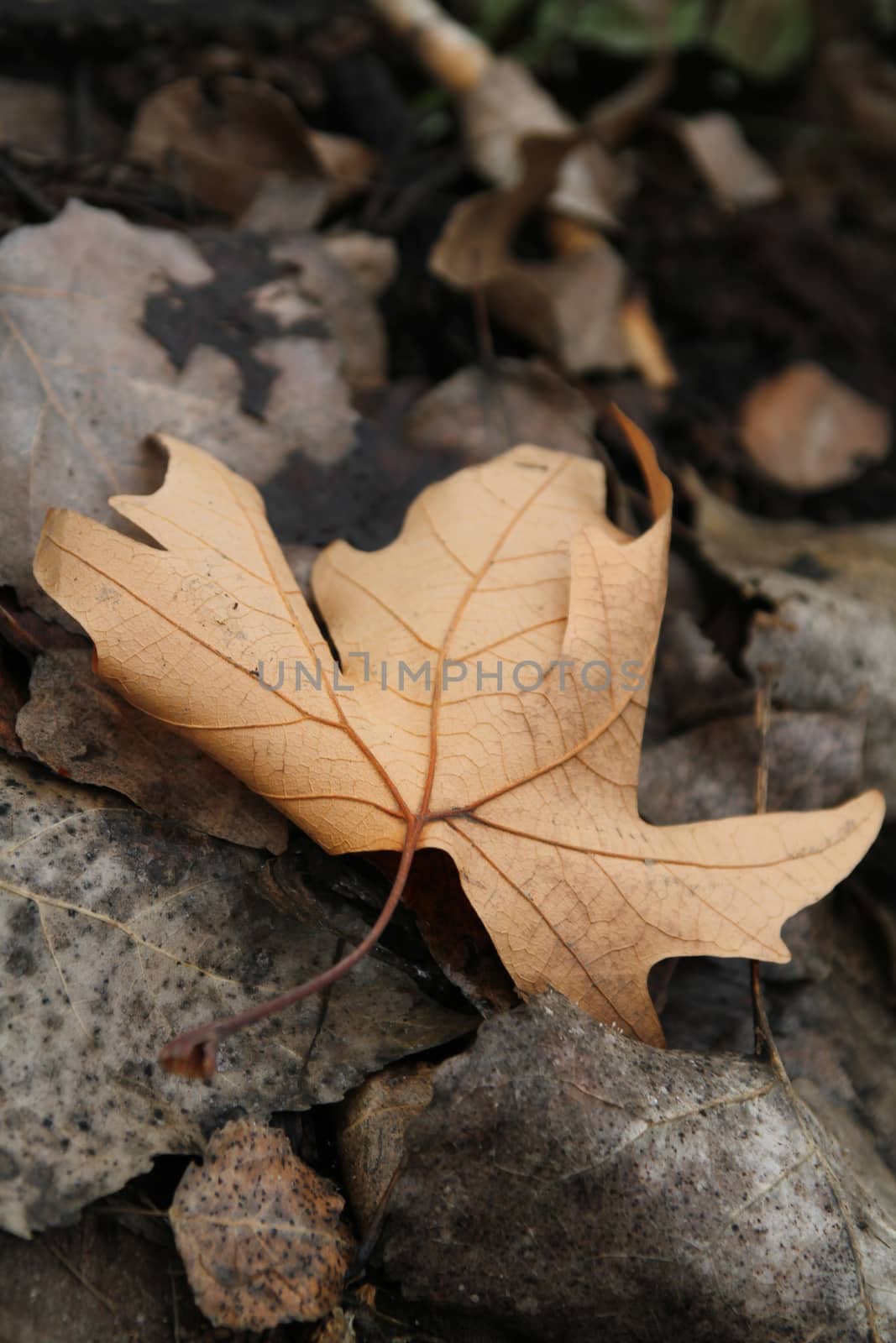autumn leaf close up by alex_nako