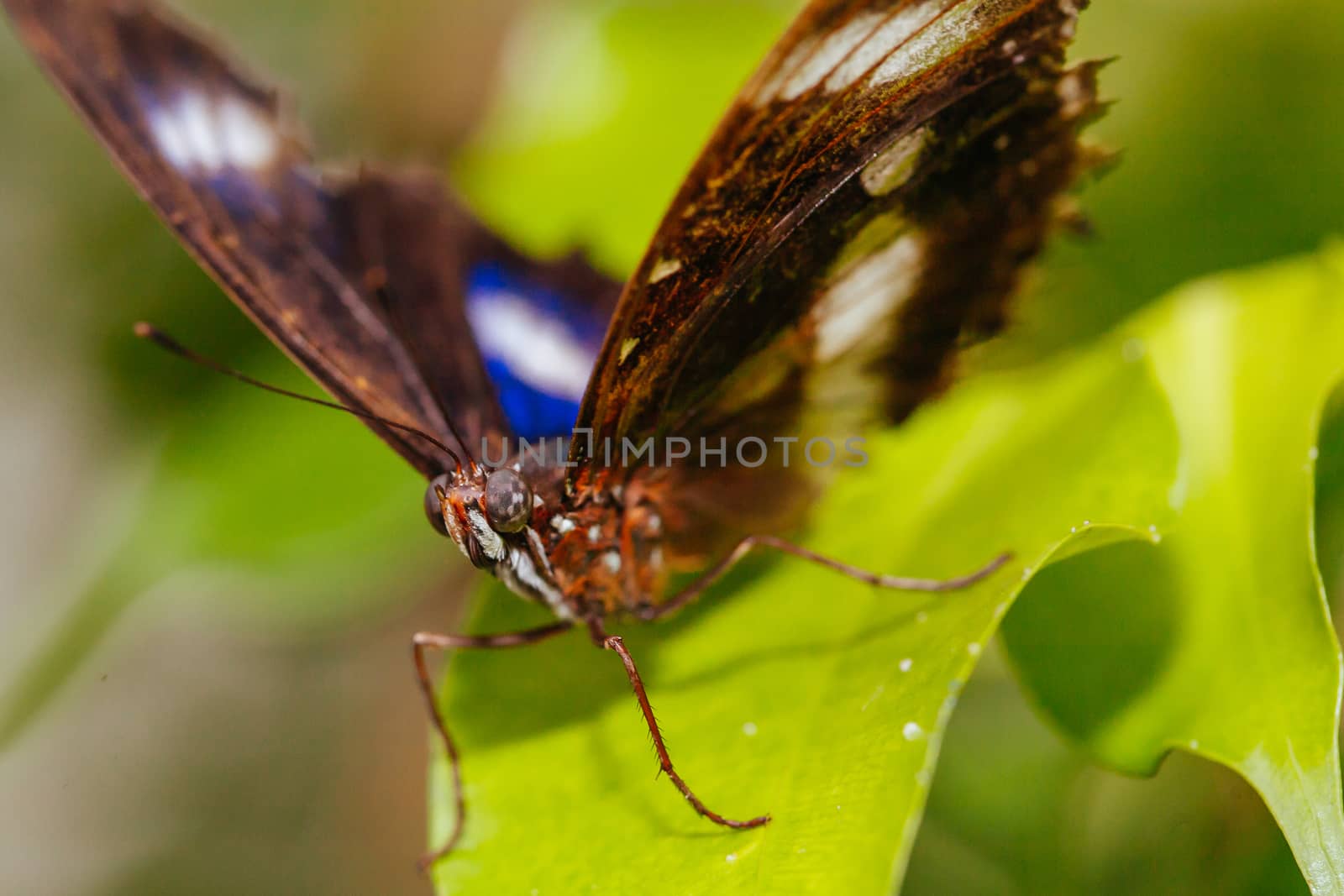 A macro closeup shot of a colorful and vibrant butterfly in Melbourne Australia