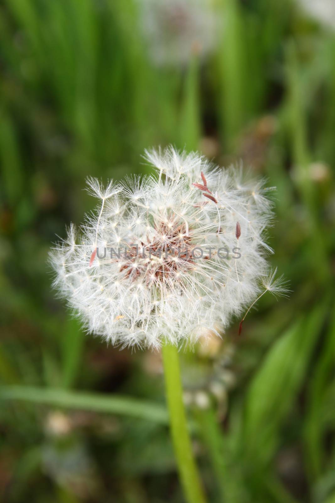 dandelion head seed on field macro by alex_nako