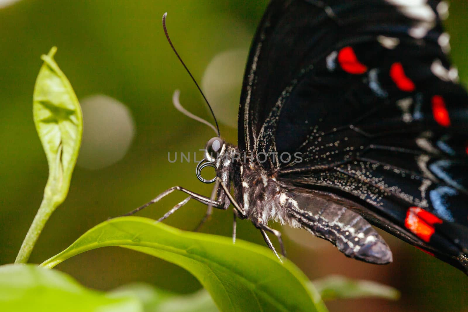 A macro closeup shot of a colorful and vibrant butterfly in Melbourne Australia