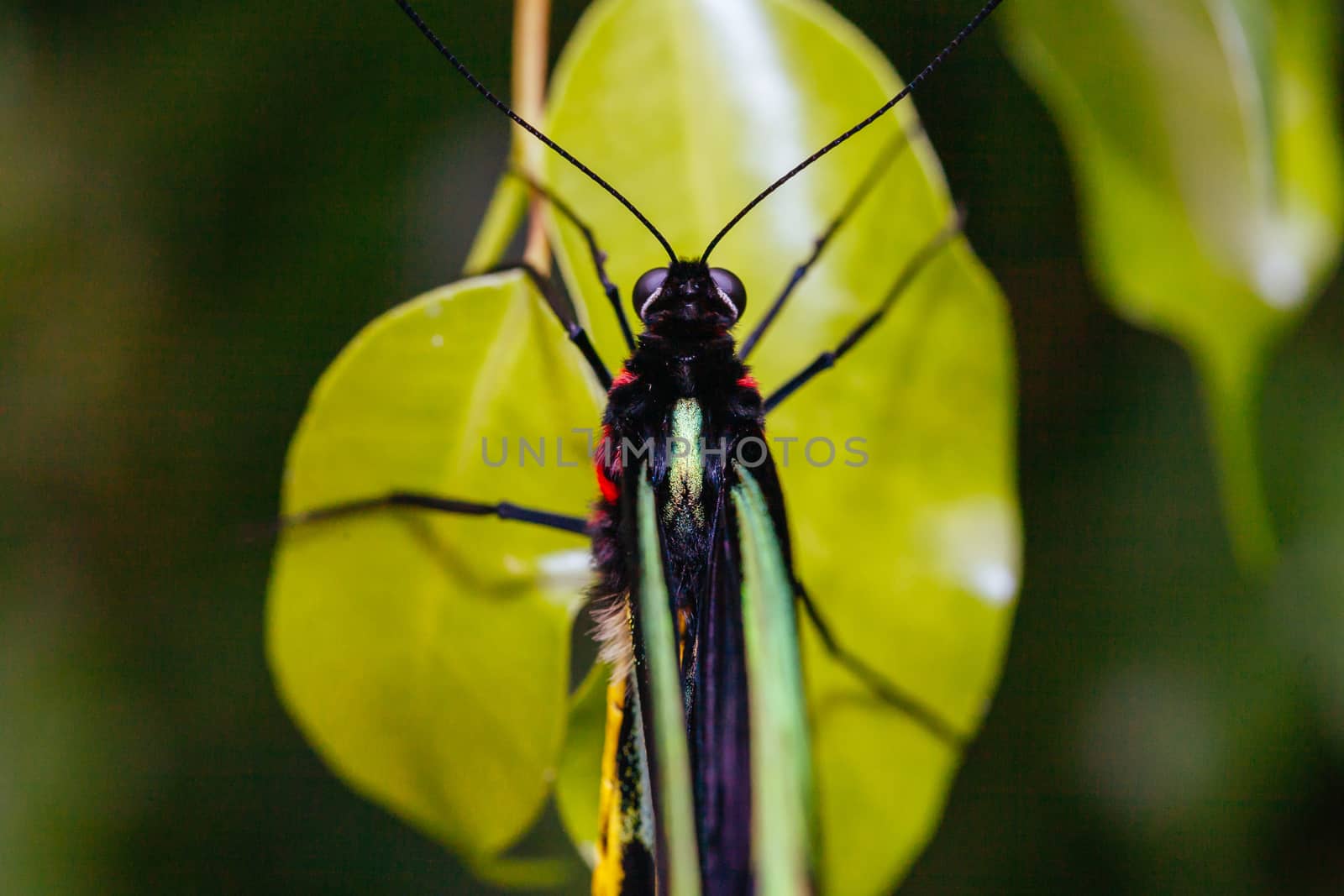 A macro closeup shot of a colorful and vibrant butterfly in Melbourne Australia