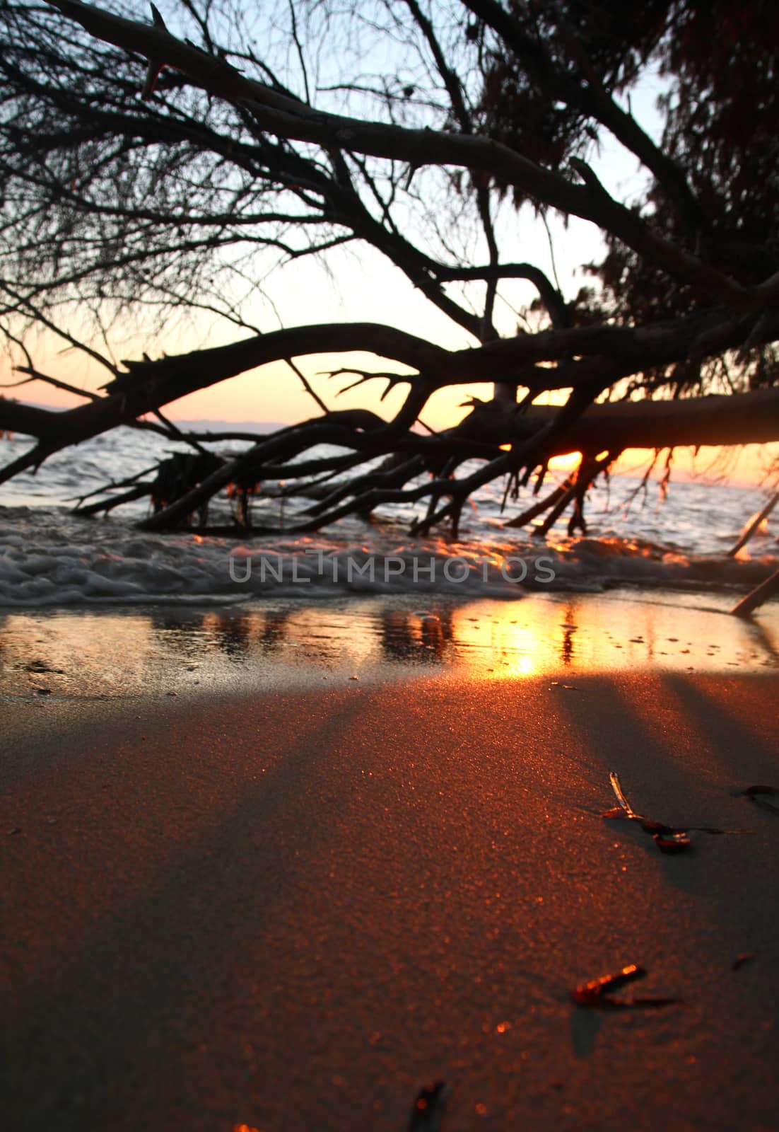 sea sunset death tree, landscape natural background