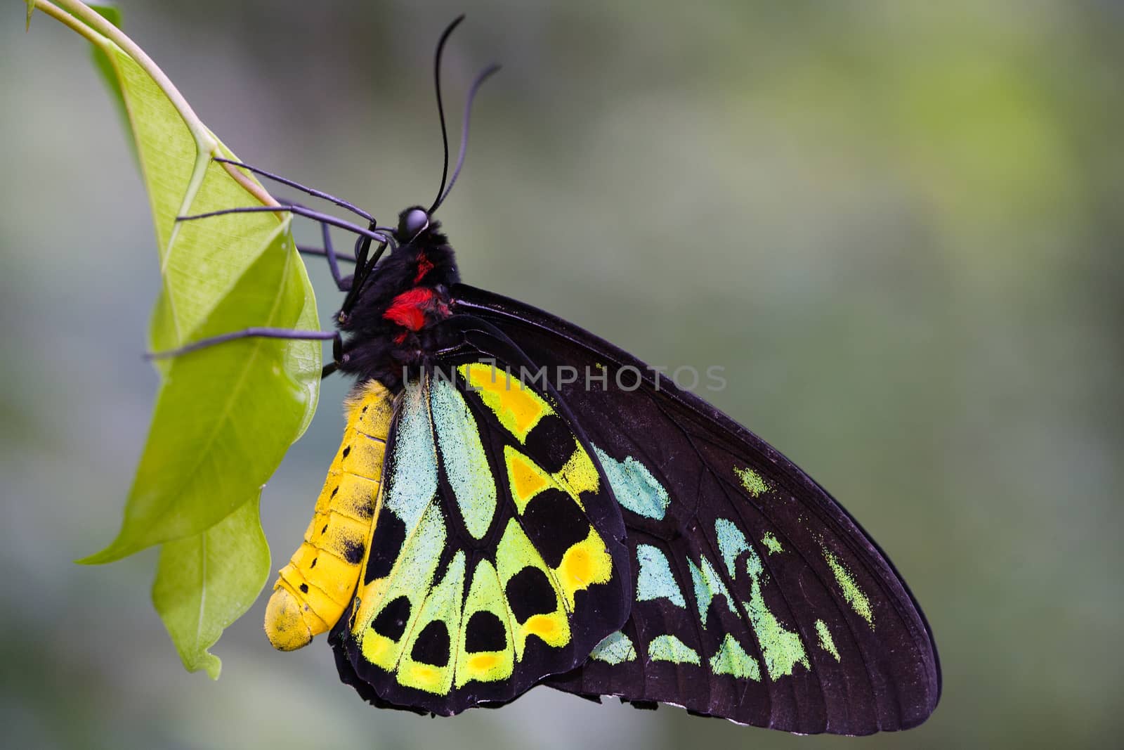 A macro closeup shot of a colorful and vibrant butterfly in Melbourne Australia