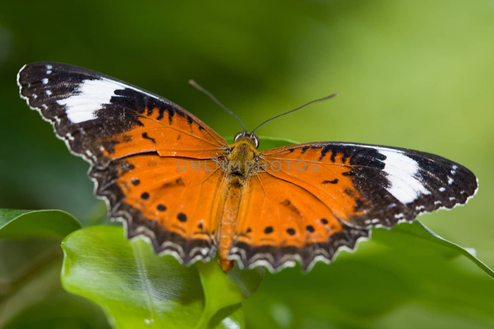 A macro closeup shot of a colorful and vibrant butterfly in Melbourne Australia