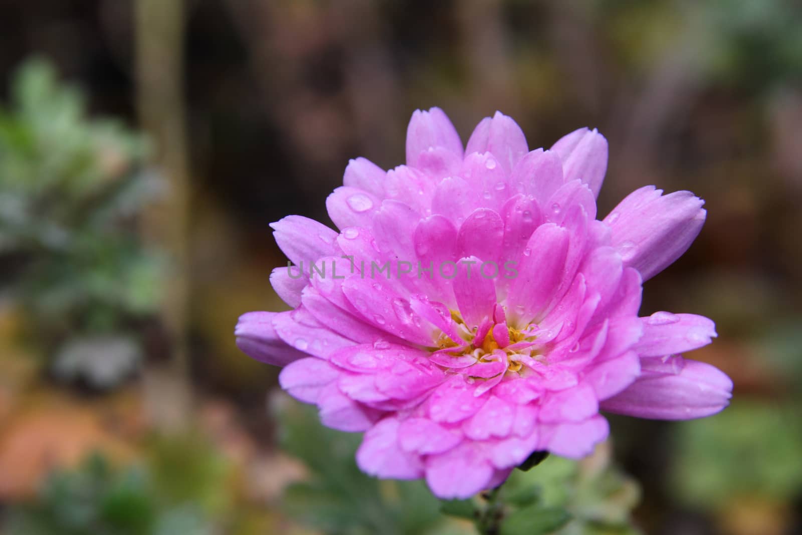 pink flower on the garden macro, close up