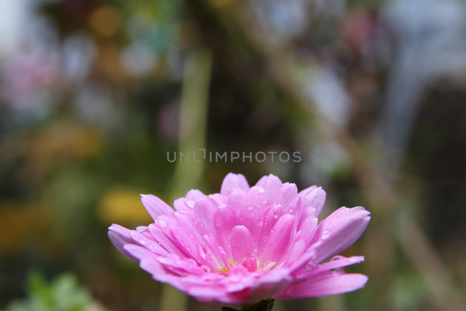 pink flower on the garden macro, close up