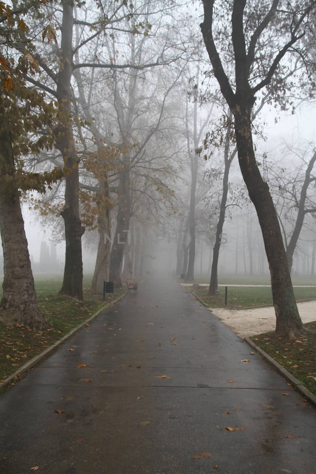 fog in park, natural landscape background by alex_nako