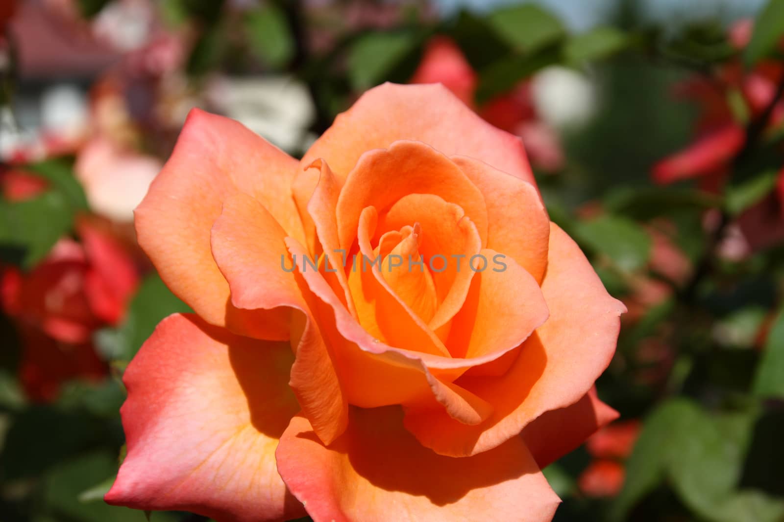 rose orange on the garden, macro close up