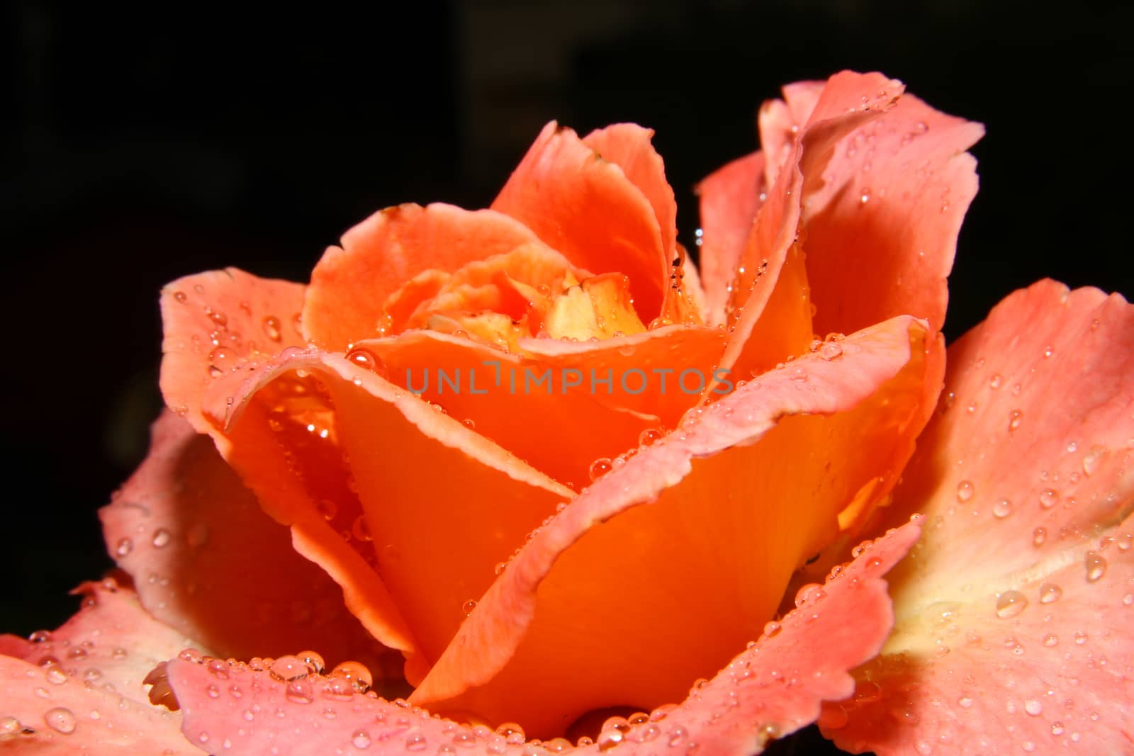 rose orange on the garden, macro close up