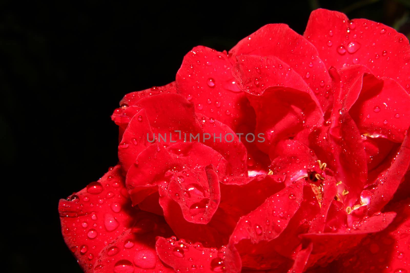 red rose rain drop macro close up
