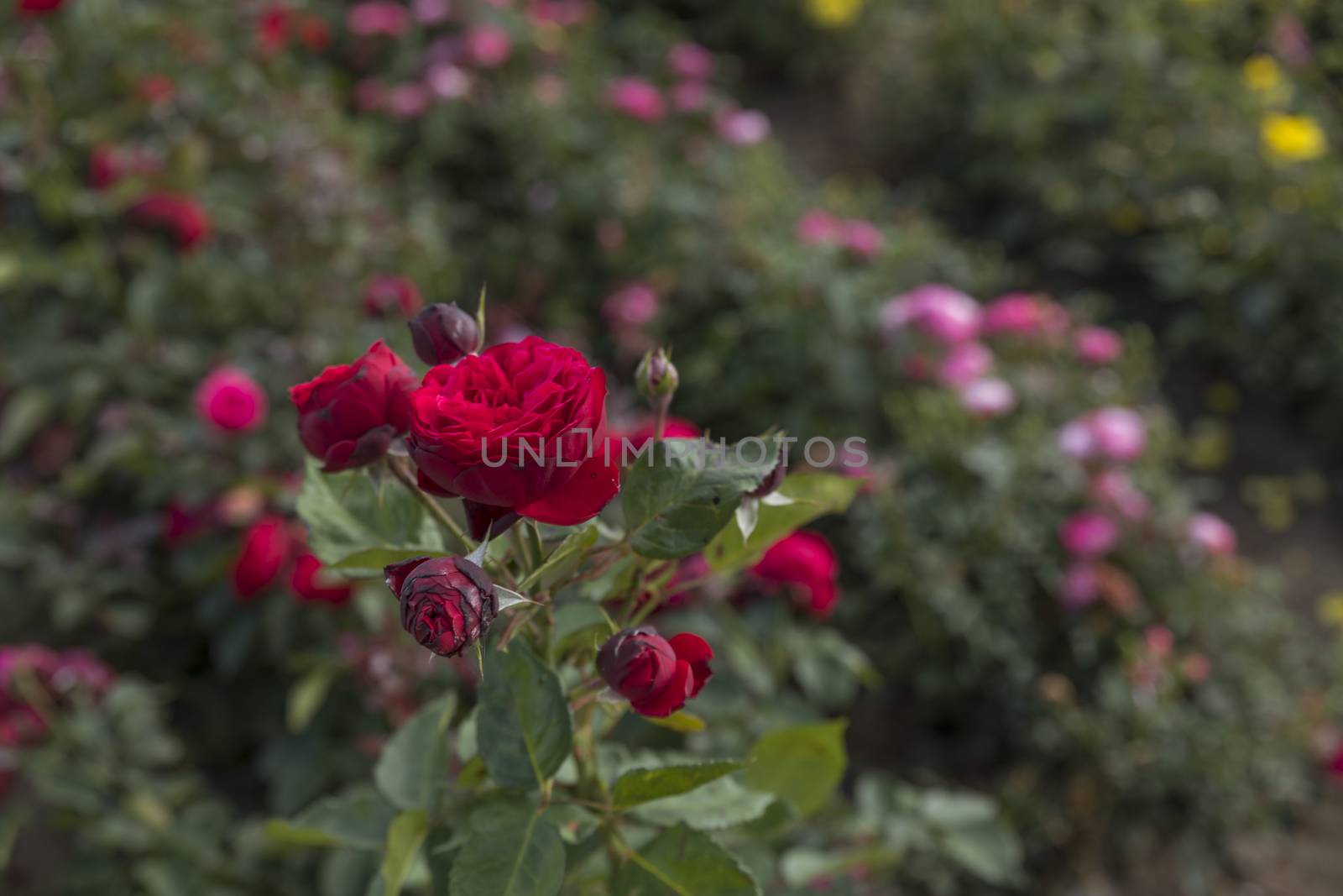 field with red roses both in bud and in full bloom