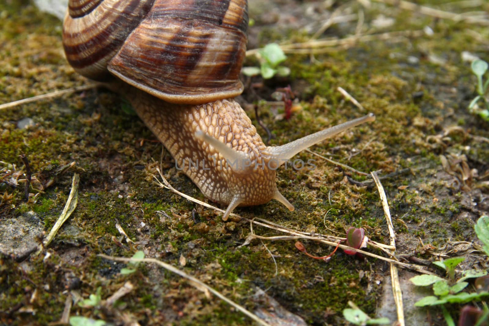 snail on the ground, macro by alex_nako