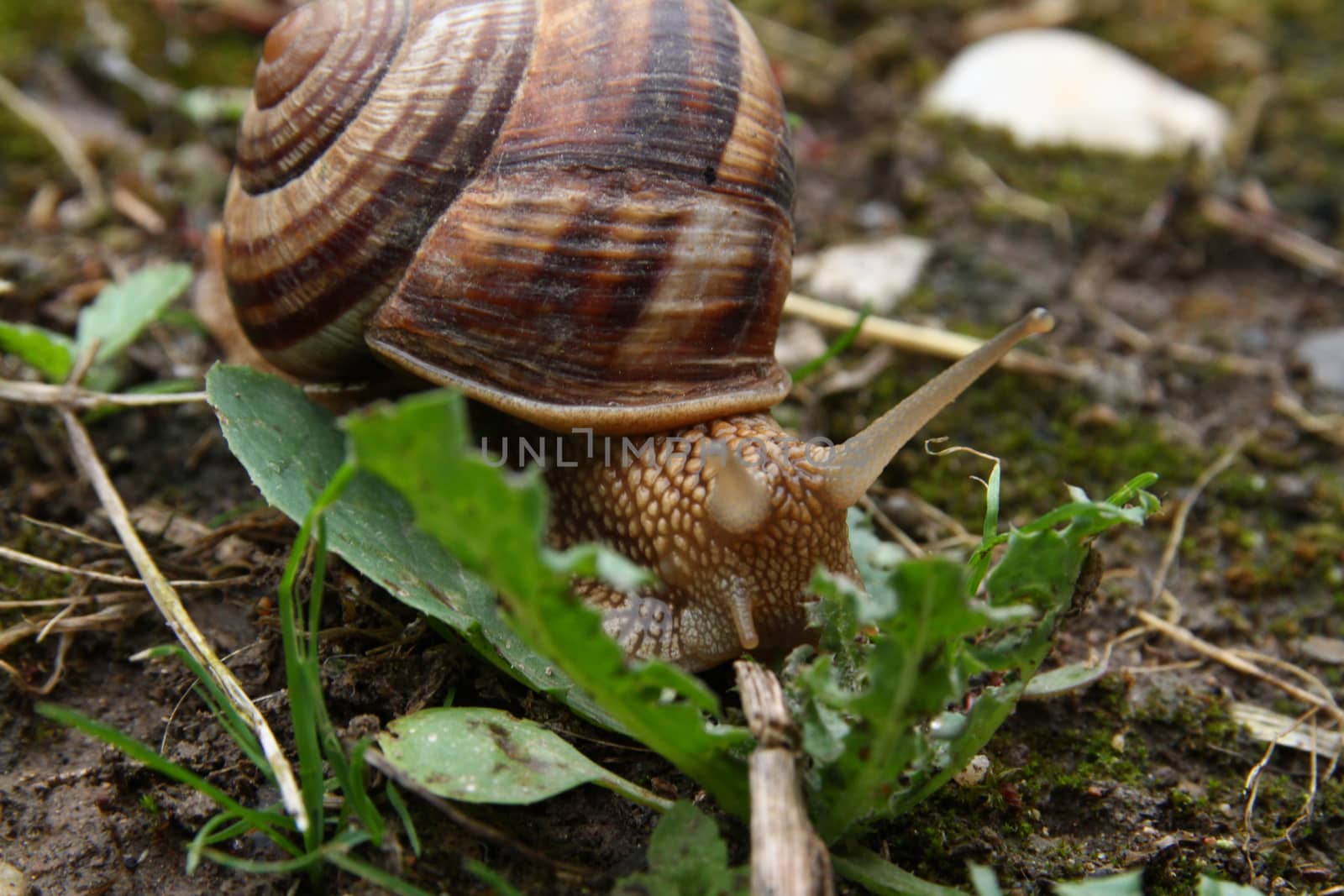 snail on the ground, macro close up