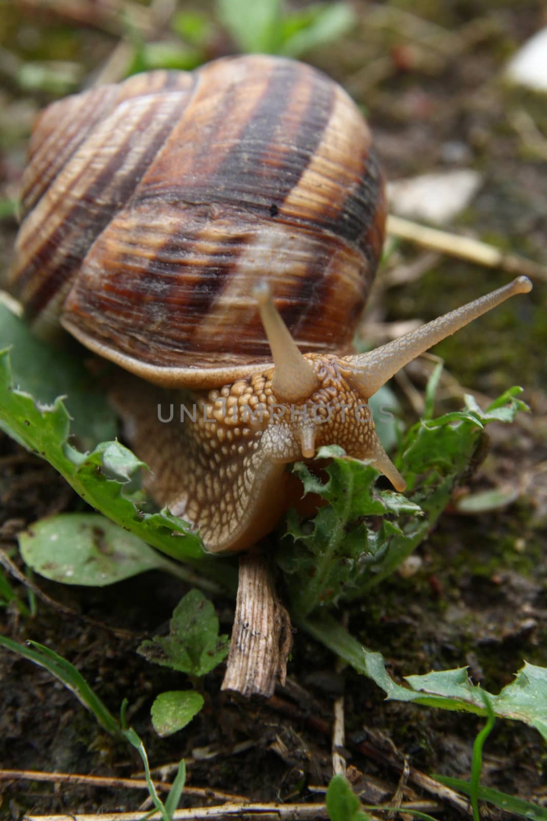 snail on the ground, macro close up