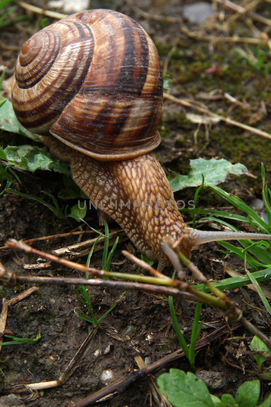 snail on the ground, macro by alex_nako