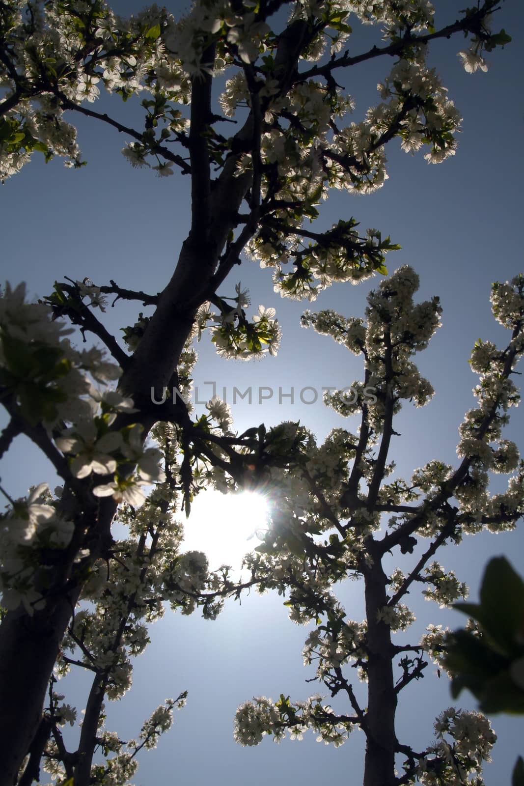 Cherry blossoms at beautiful day by alex_nako