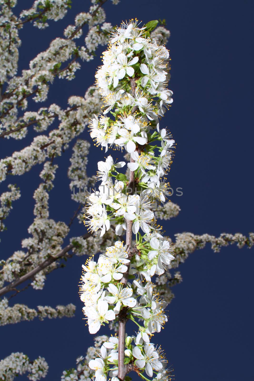 Cherry blossoms at beautiful day in spring