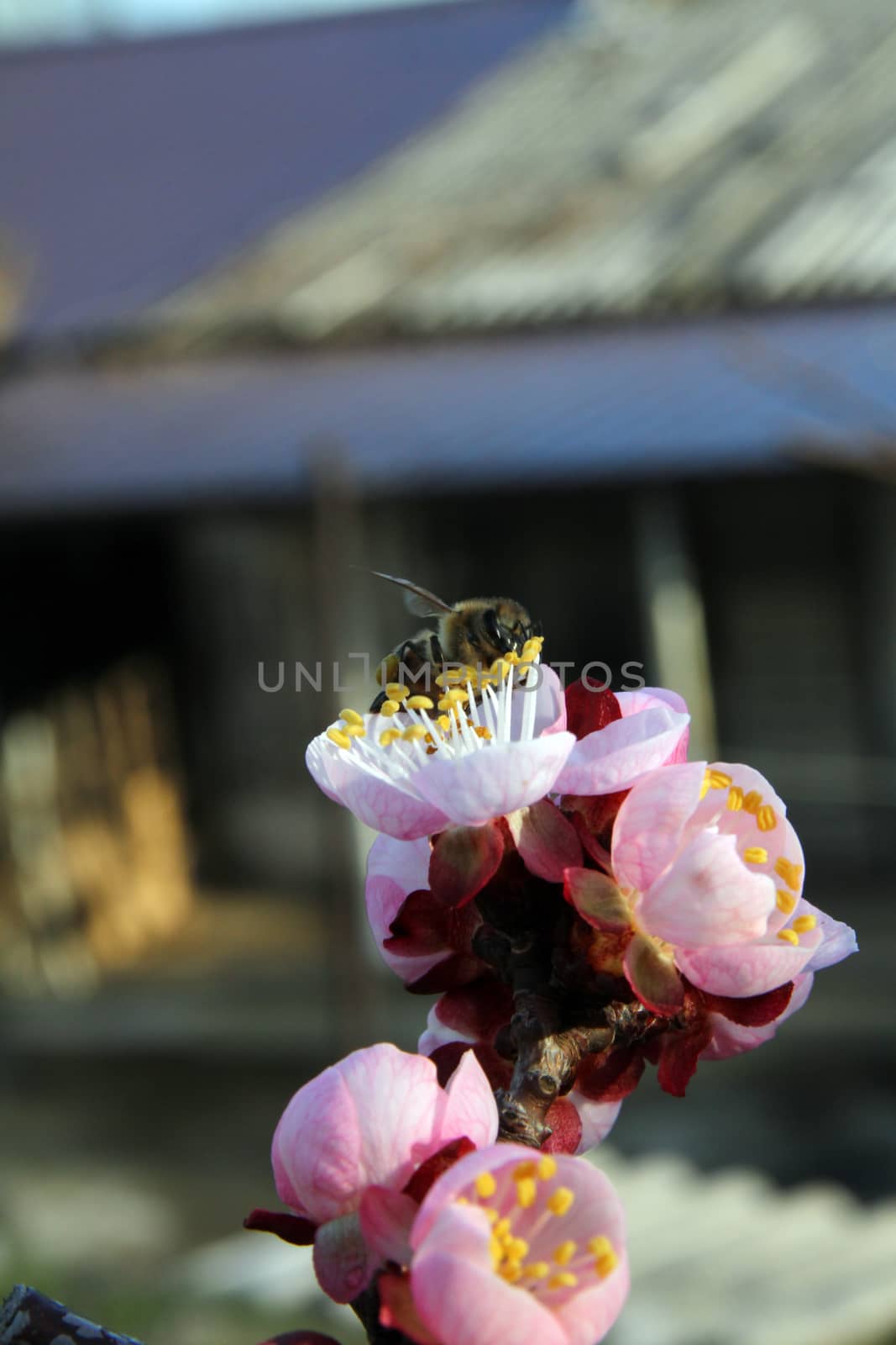 Bees flying into flower macro by alex_nako