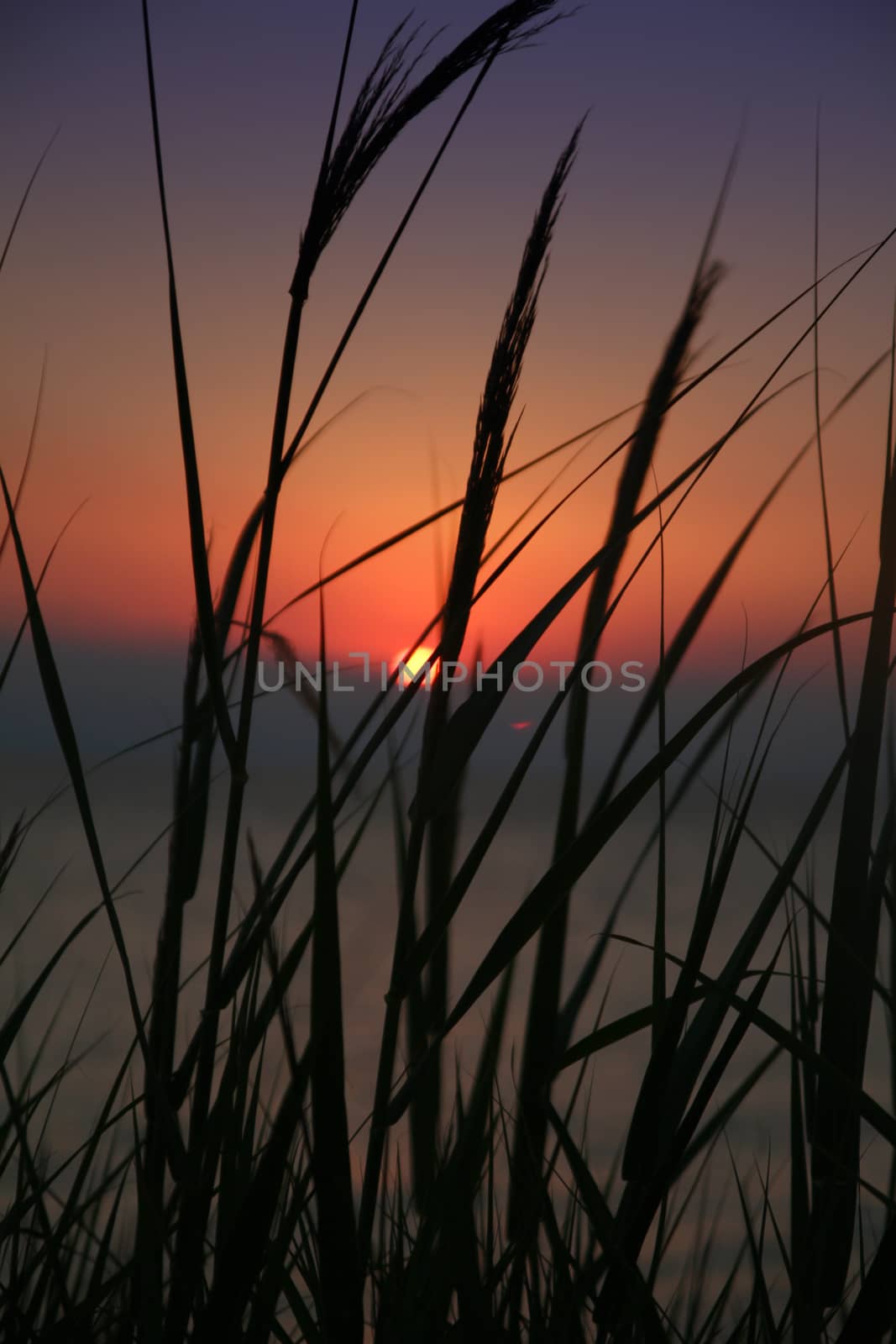 sunset grass sea on the beach by alex_nako