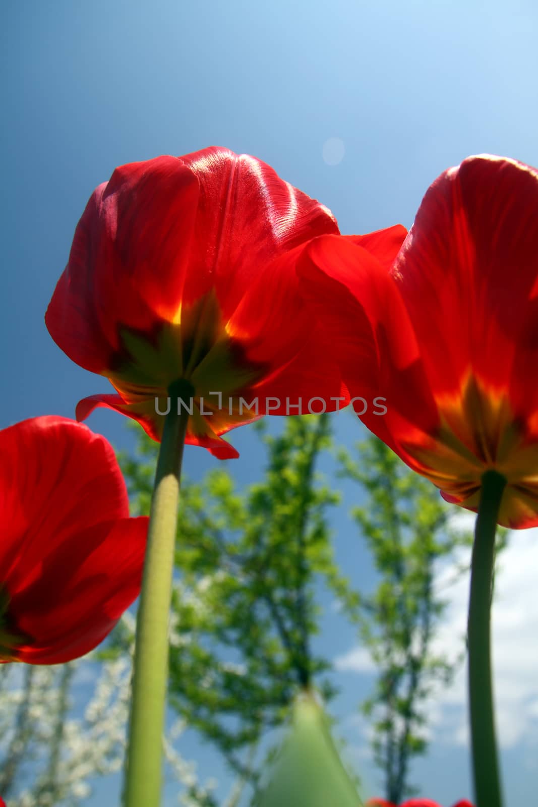 Close up macro of red tulip by alex_nako