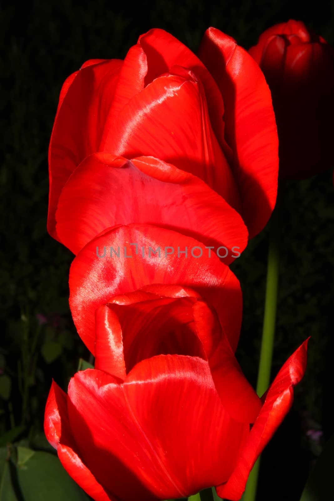 Close up macro of red tulip on garden