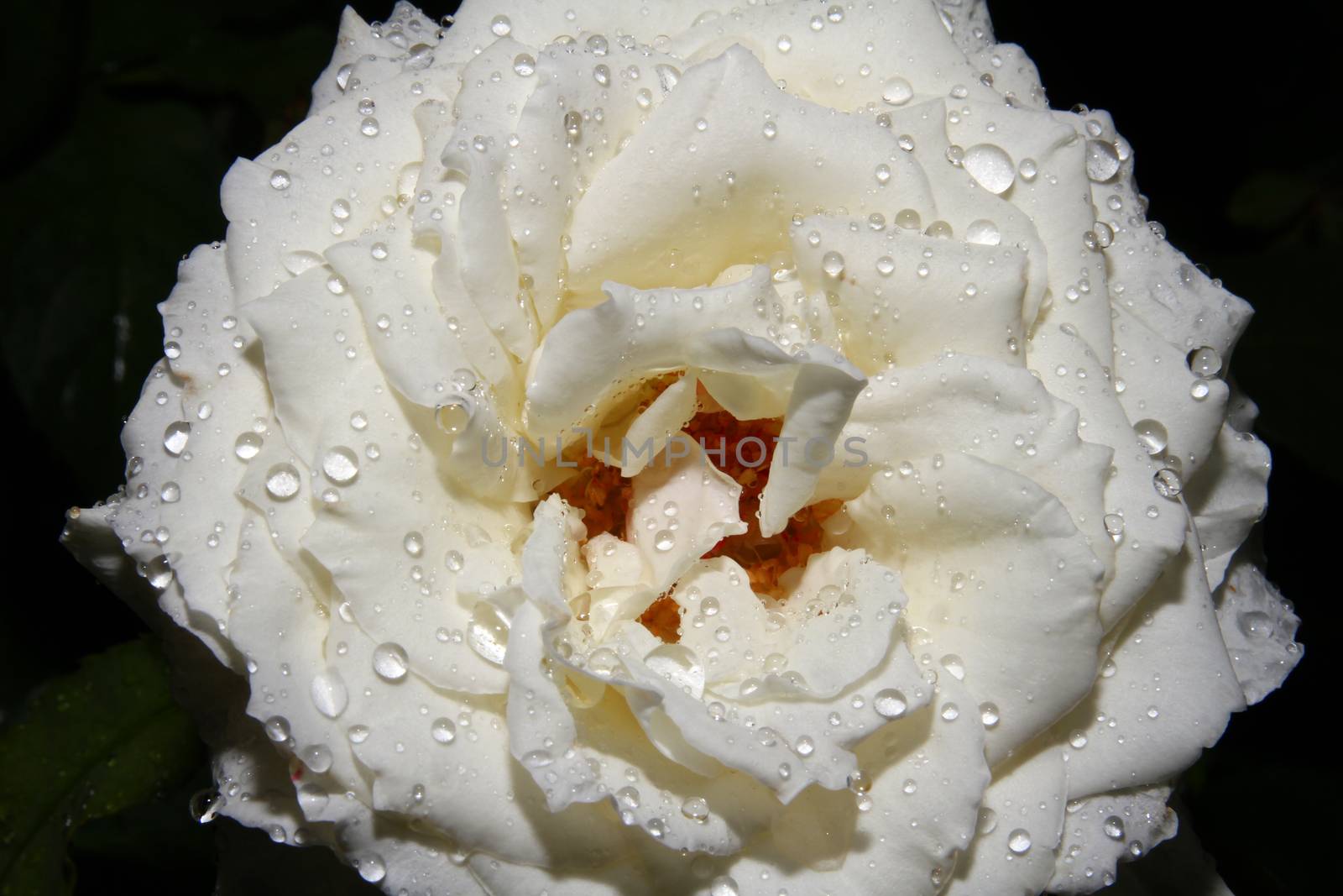 White rose drop on garden, close up macro