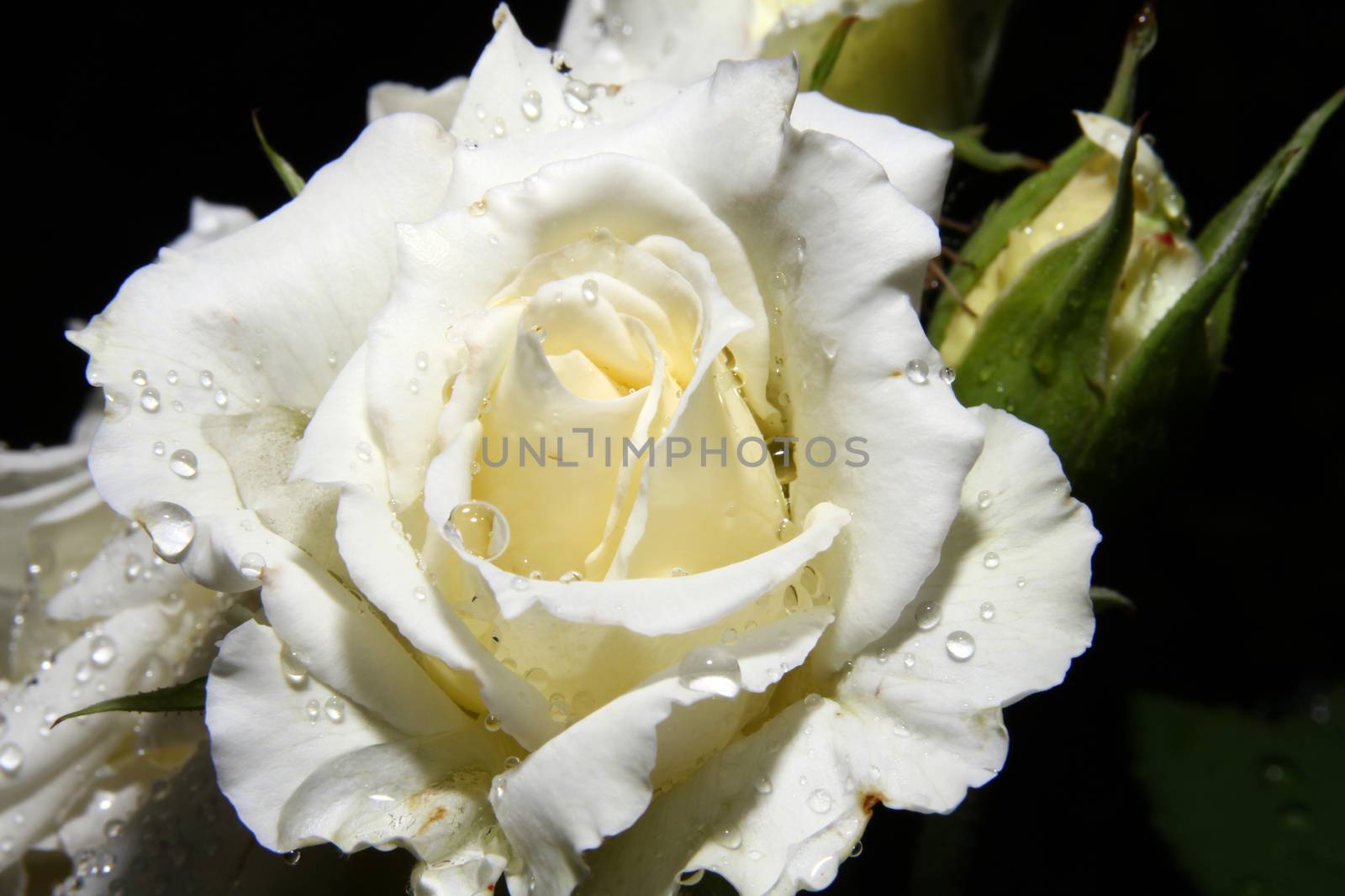 White rose drop on garden, close up macro