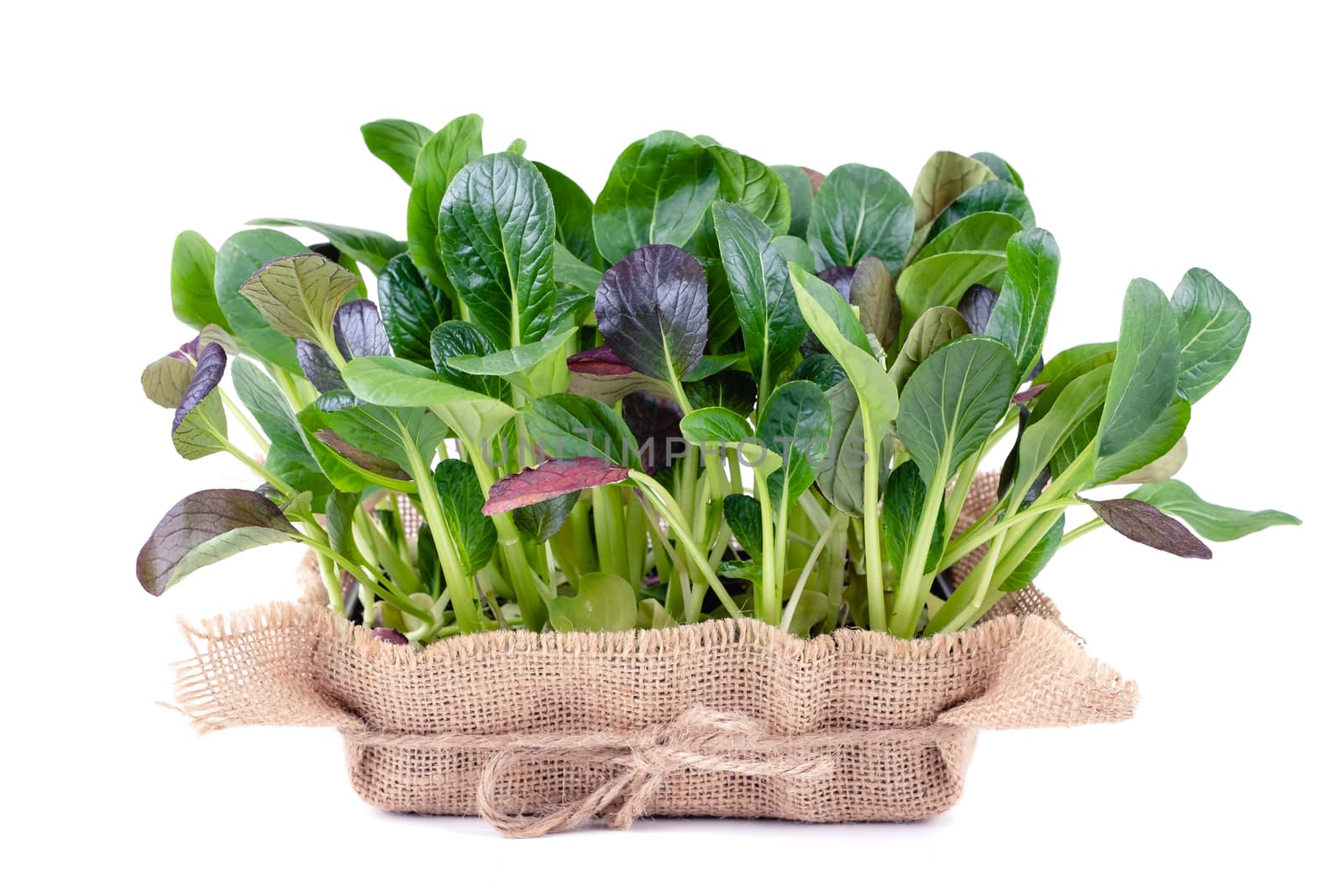 Fresh salad leaves in a wooden bowl on white background by Fischeron