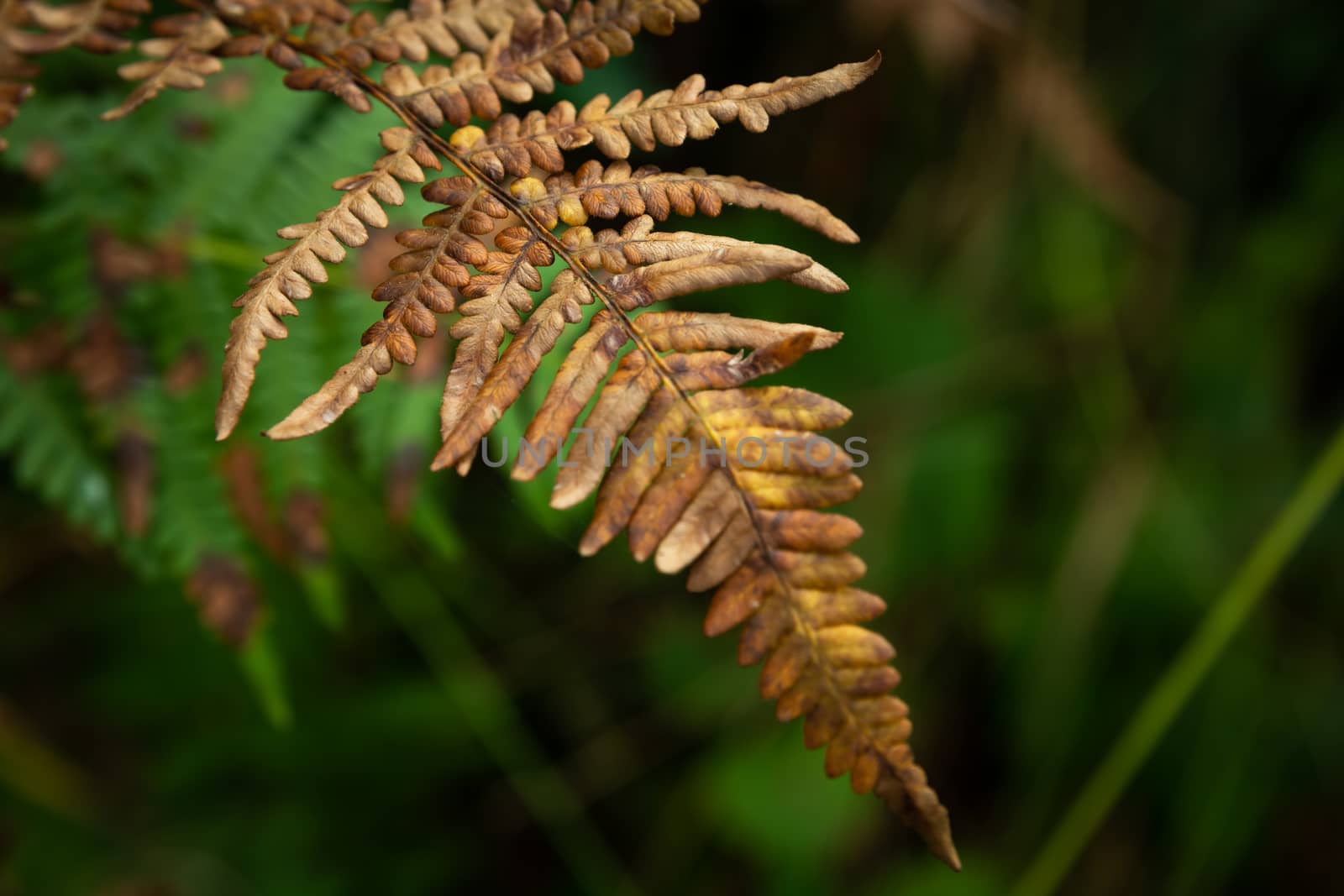 Brown dry fern on green background, autumn view