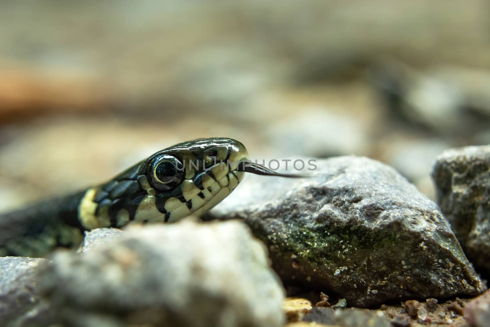 Big head of grass snake in stones