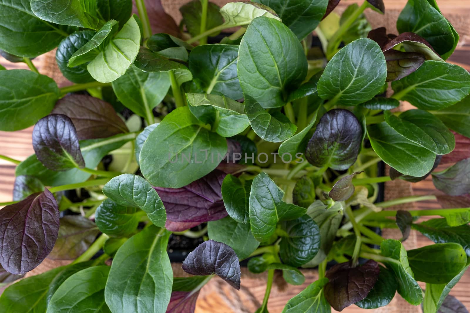 Fresh salad leaves in a wooden bowl on rustic wooden background.