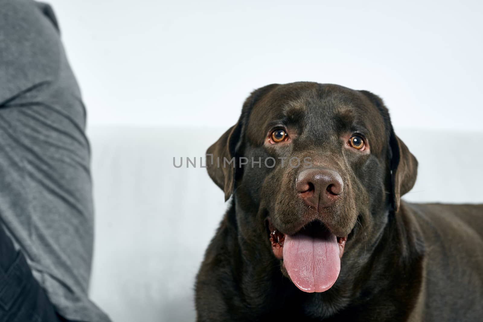 Purebred dog with black hair on a light background portrait, close-up, cropped view. High quality photo