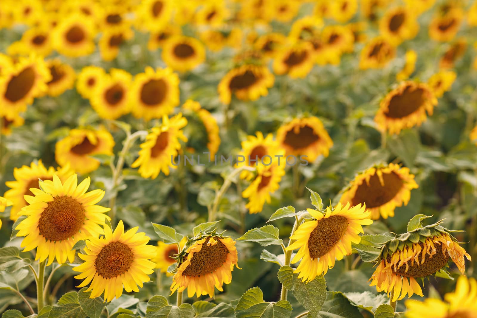 Field of blooming sunflowers. Sunflower oil source