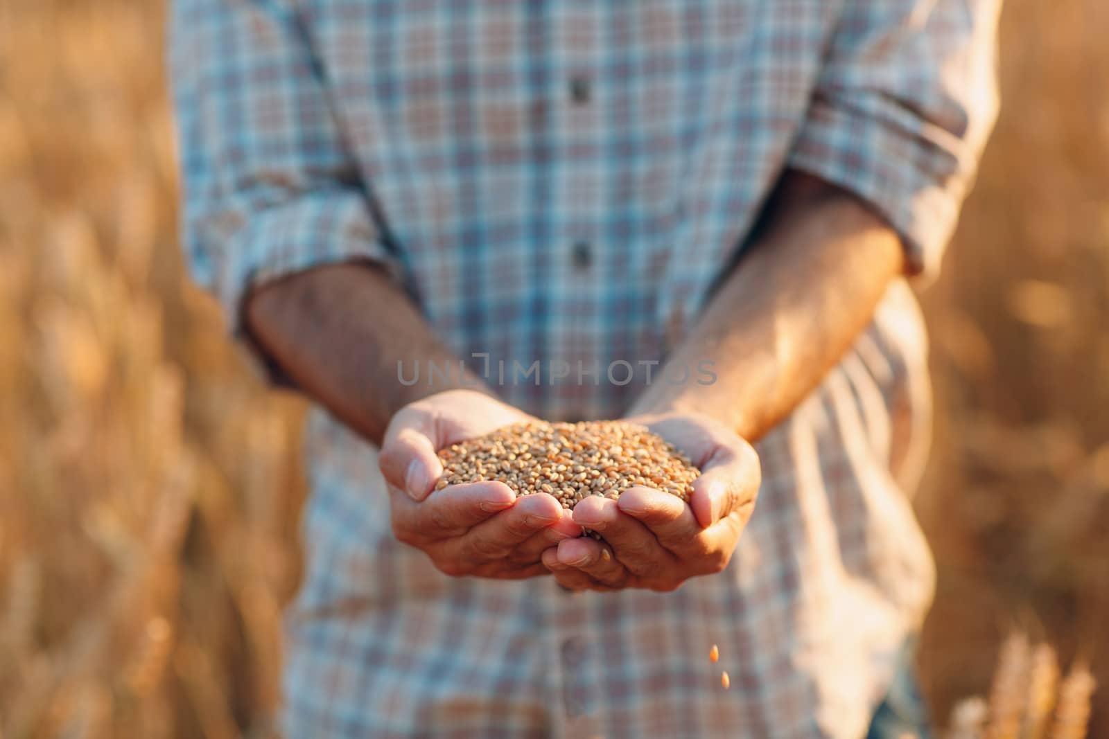 Farmer hands hold ripe wheat seeds after the harvest by primipil