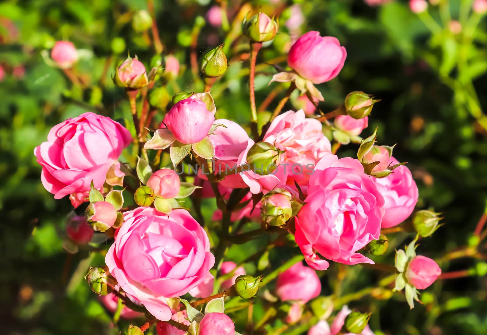 Top view of yellow and orange rose flower in a roses garden with a soft focus background.