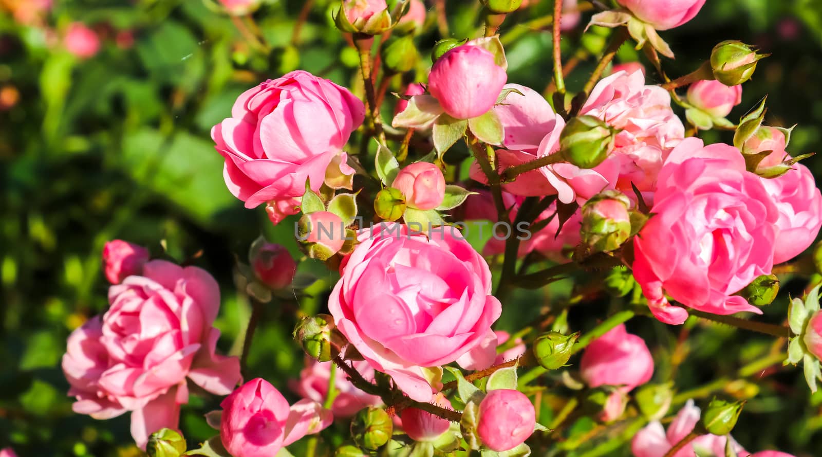 Top view of yellow and orange rose flower in a roses garden with a soft focus background.