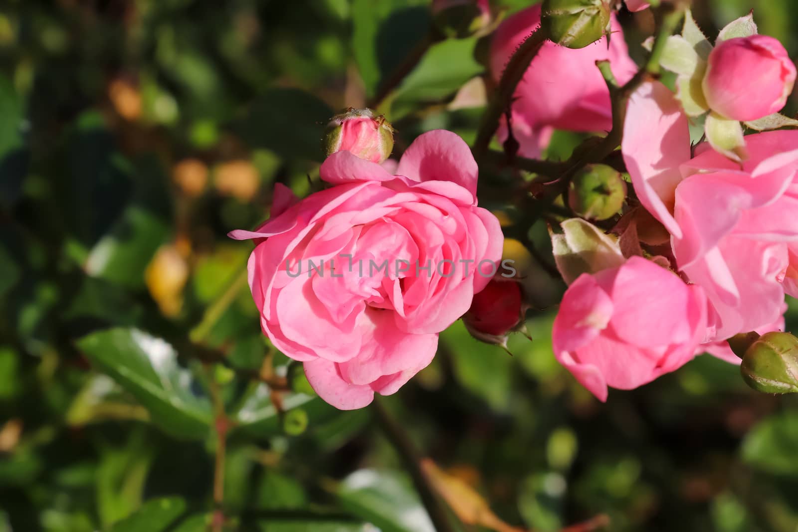 Top view of yellow and orange rose flower in a roses garden with a soft focus background.