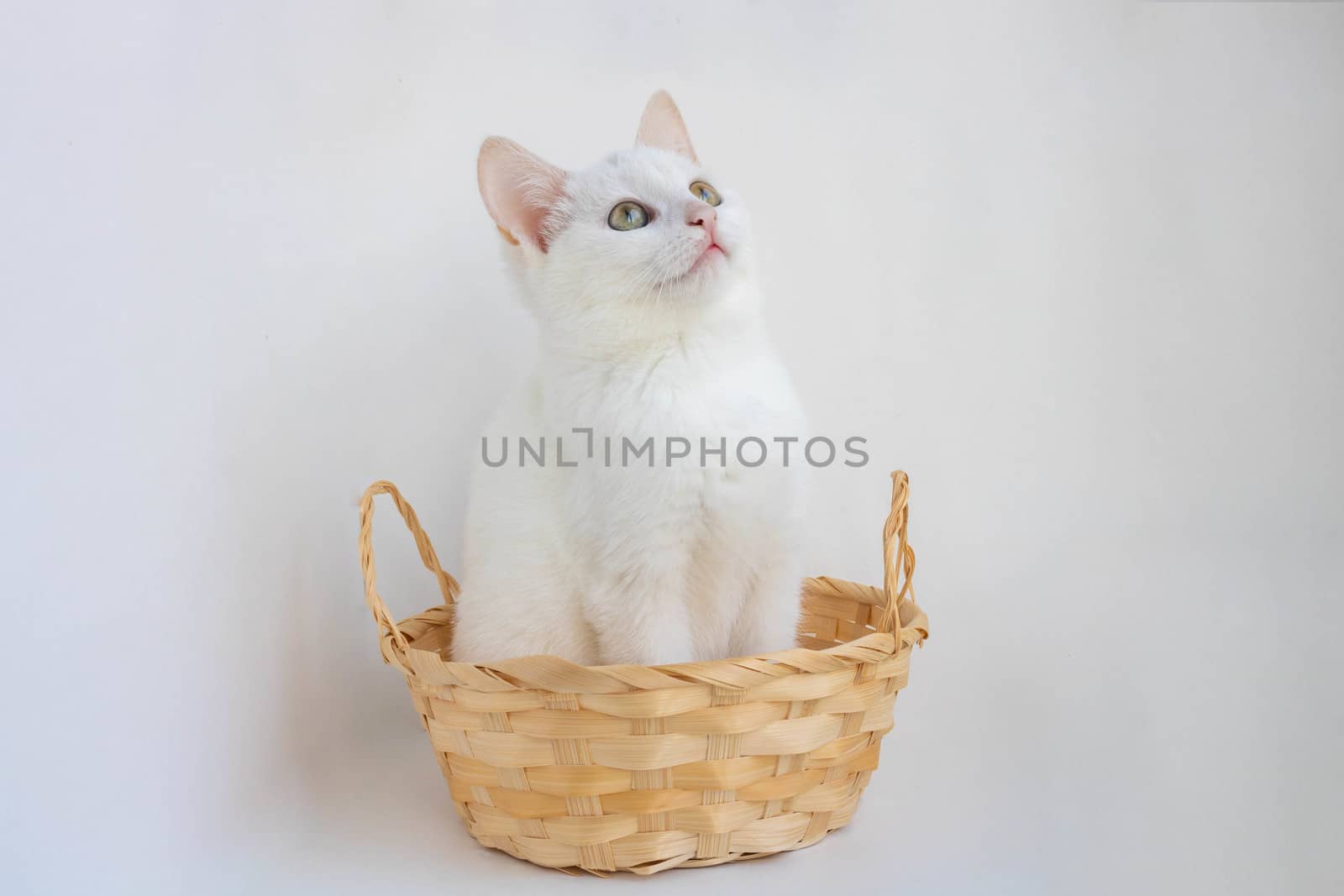 Home-made little white kitten sitting in a basket on a white background.