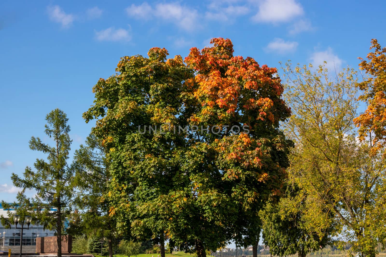 Autumn view of maple leaves against a blue sky. Autumn trees and clear blue sky by lapushka62